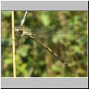 Lestes viridis - Weidenjungfer w01.jpg